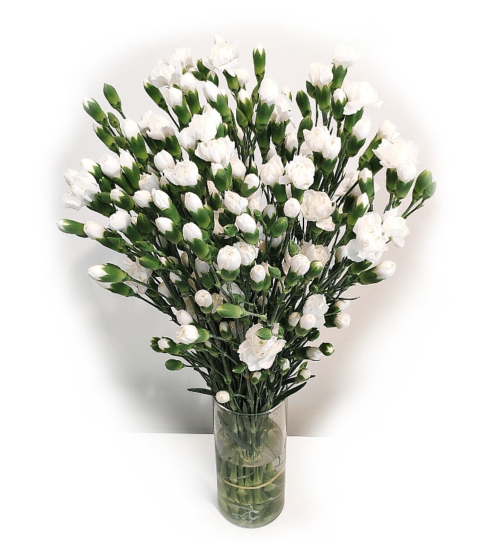 Bukiet 25 białych goździków gałązkowych. kwiaciarnia
