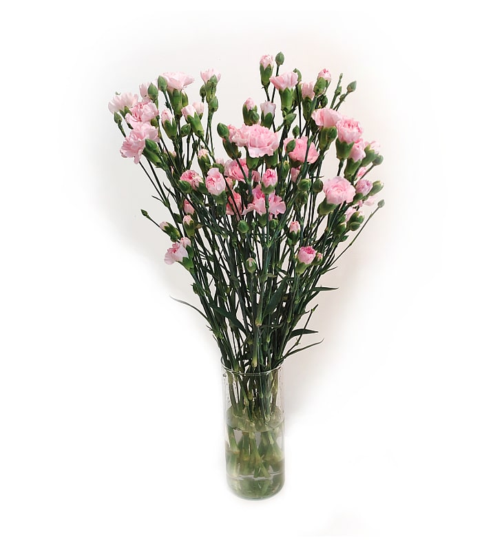 Bukiet kwiatów. Różowe goździki gałązkowe