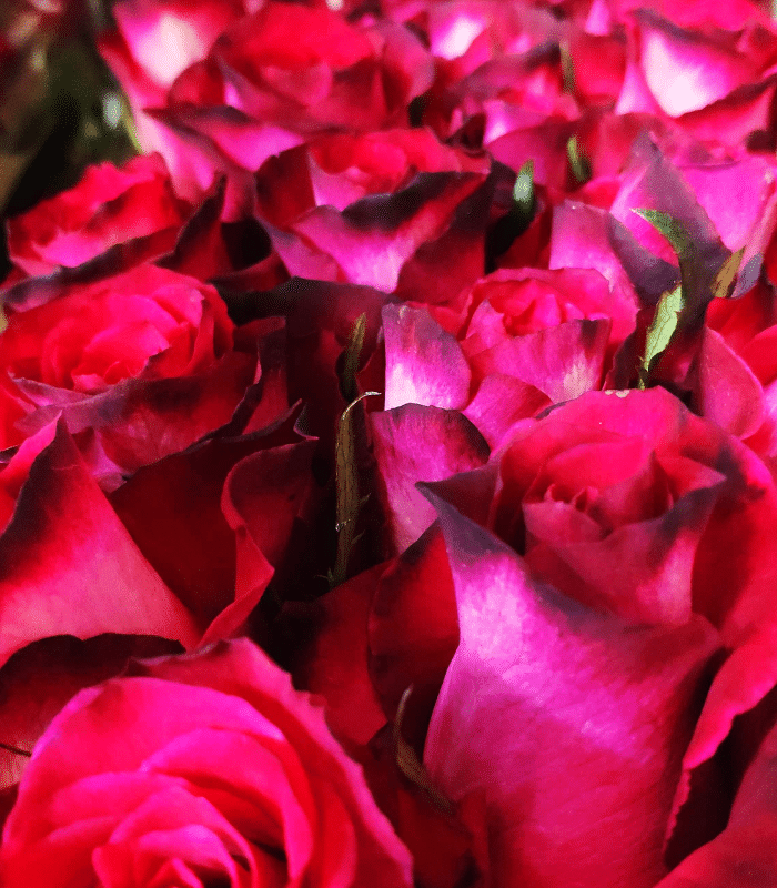 ciemno-czerwona róza z dostawa