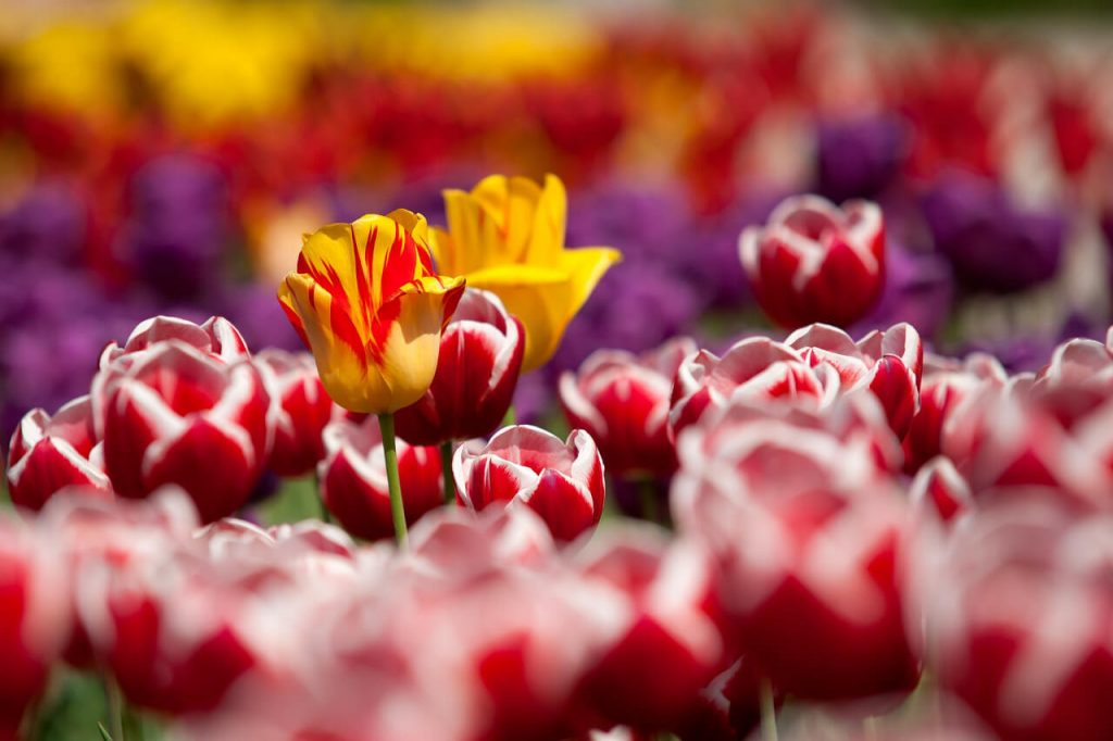 wiosenne tulipany kwiaciarnia