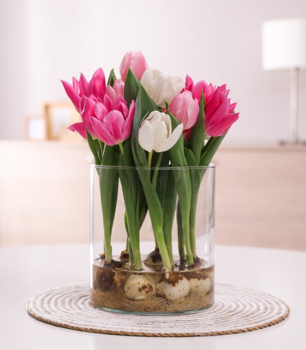 kolor-losowy-tulipany-z-cebulka