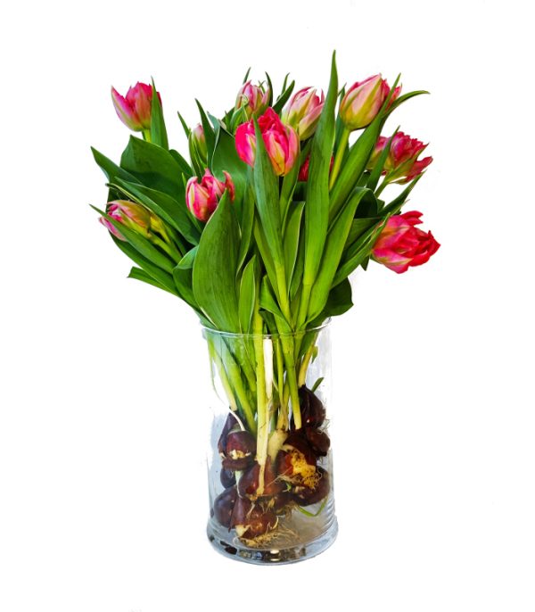 tulipany-z-cebulkami
