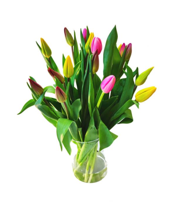 15 kolorowych tulipanów z darmową dostawą