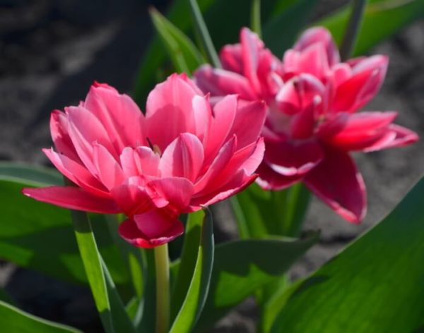 Tulipany Columbus - pudrowe - Świeże kwiaty
