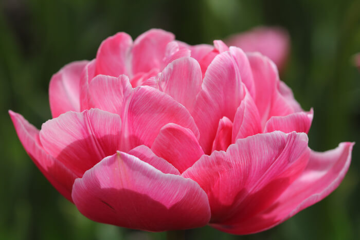 tulipany purpurowe swiezekwiaty.pl
