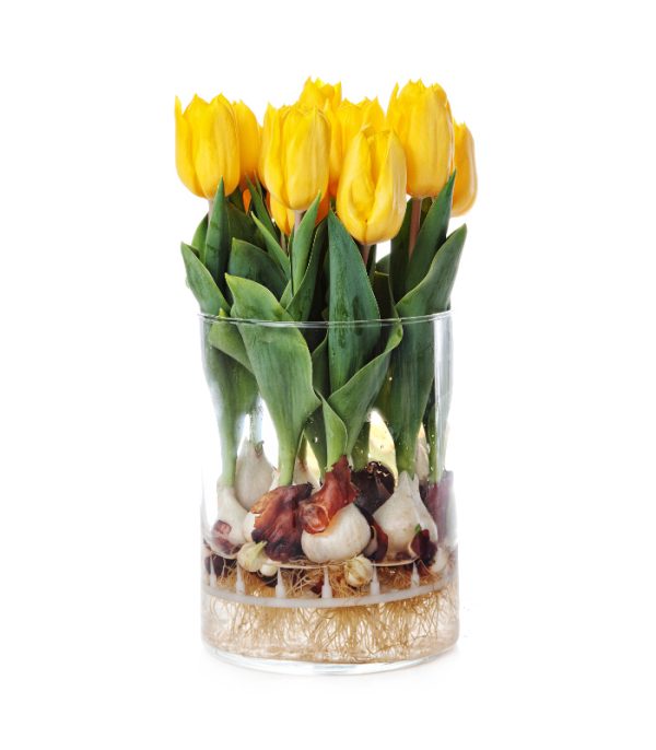 Żółte tulipany z cebulkami