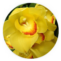 storczyk-cymbidium-orchidea