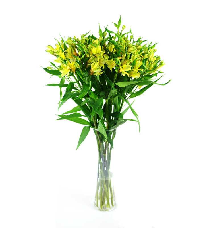 Bukiet żółtej alstromerii. Świeże kwiaty