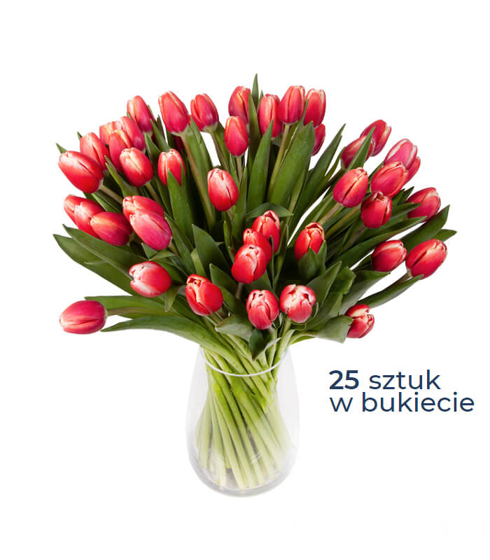 25 czerwonych tulipanów z białymi refleksami - swiezekwiaty.pl