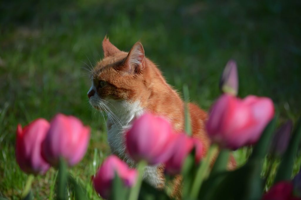 Kwiaty niebezpieczne dla kotów