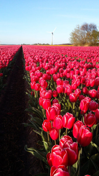 Pola tulipanów. Świeże kwiaty