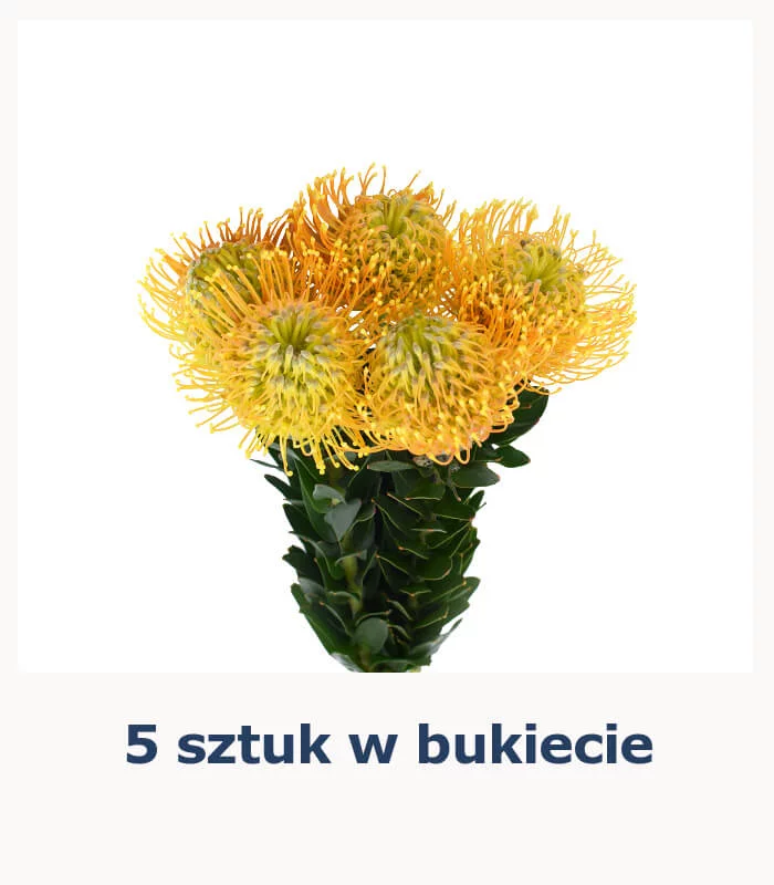 Leucospermum, świeże egzotyczne kwiaty