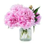 Piwonie, peonie, bukiety, świeże kwiaty