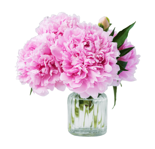 Piwonie, peonie, bukiety, świeże kwiaty