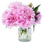 Piwonie, peonie, bukiet kwiatów, świeże kwiaty