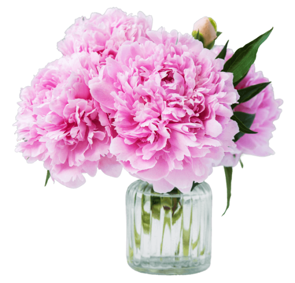 Piwonie, peonie, bukiet kwiatów, świeże kwiaty